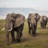 595x595 Elephants Crossing Picture NXT Gen Infrared Heating Panel 350W - Electric Wall Panel Heater - Image 4