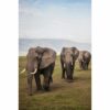 795x1195 Elephants Crossing Image NXT Gen Infrared Heating Panel 900W - Electric Wall Panel Heater - Image 3
