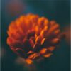 595x595 Flower Image NXT Gen Infrared Heating Panel 350W - Electric Wall Panel Heater - Image 3