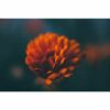 795x1195 Flower Picture NXT Gen Infrared Heating Panel 900W - Electric Wall Panel Heater - Image 5