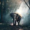595x595 Jungle Elephant Image NXT Gen Infrared Heating Panel 350W - Electric Wall Panel Heater - Image 3