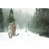 795x1195 Persian Snow Leopard Image NXT Gen Infrared Heating Panel 900w - Electric Wall Panel Heater - Image 3