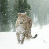 595x595 Persian Leopard Image NXT Gen Infrared Heating Panel 350W - Electric Wall Panel Heater - Image 3
