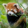 595x595 Red Panda Picture NXT Gen Infrared Heating Panel 350w - Electric Wall Panel Heater - Image 3