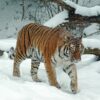 595x595 Siberian Tiger Picture NXT Gen Infrared Heating Panel 350W - Electric Wall Panel Heater - Image 3