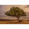 795x1195 Eucalyptus Shore Image NXT Gen Infrared Heating Panel 900W - Electric Wall Panel Heater - Image 3